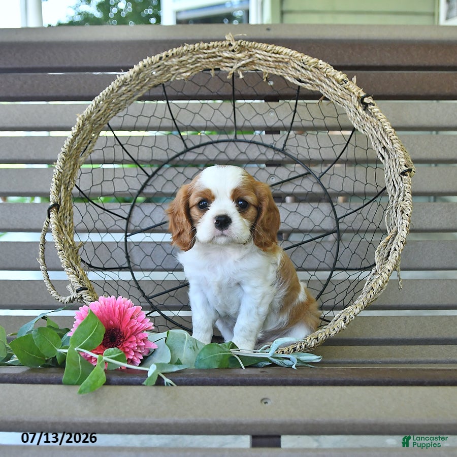 Cavalier King Charles Spaniel dogs Braden - Ad 1