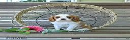 Cavalier King Charles Spaniel dogs for sale: Braden - Ad 1