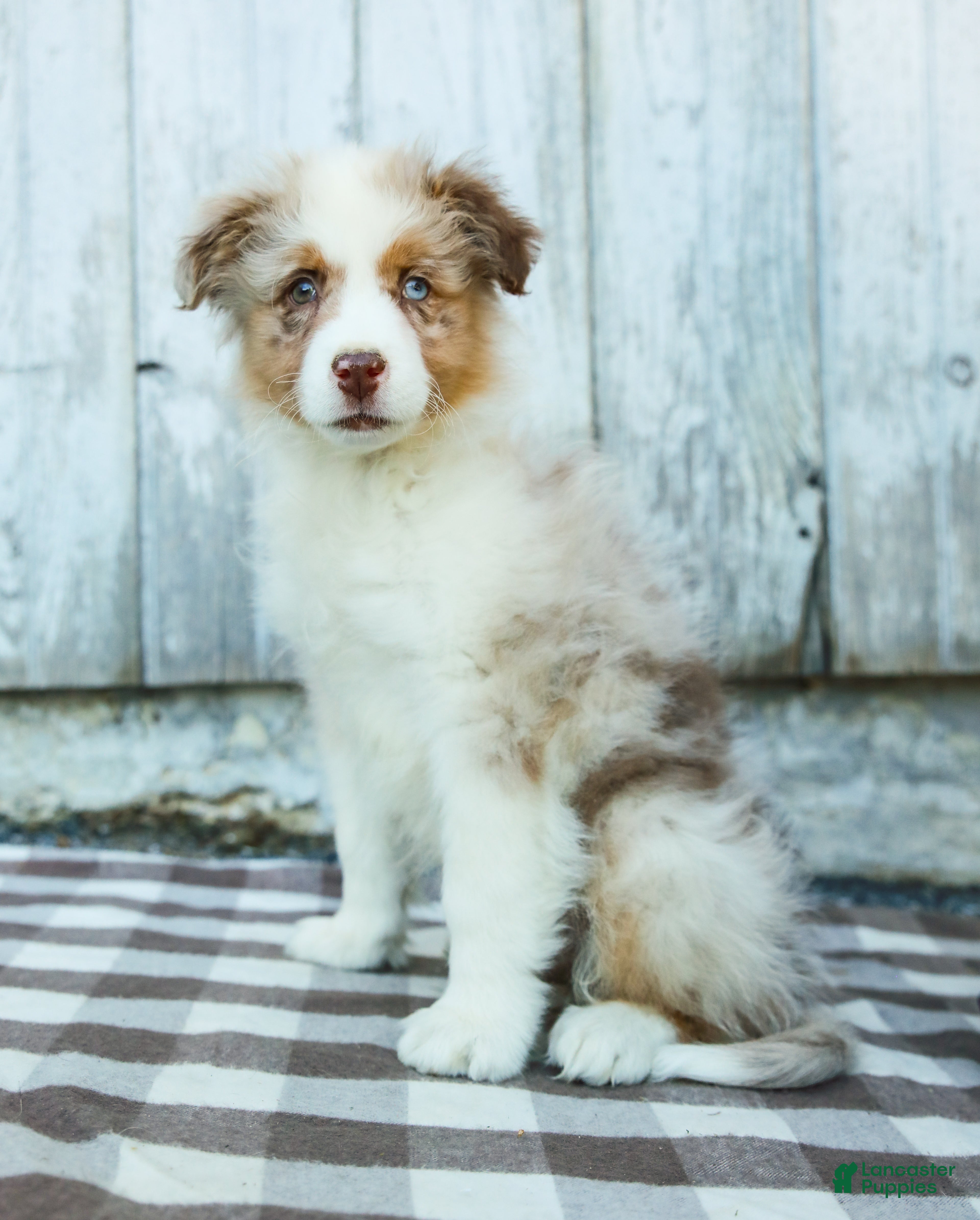 Australian Shepherd dogs Rocky - Ad 2
