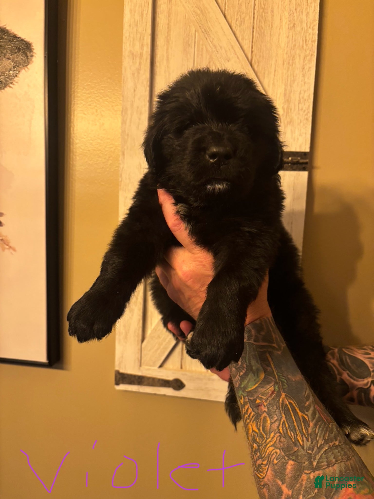 Newfoundland dogs Newfoundland Puppy 4 - Ad 36
