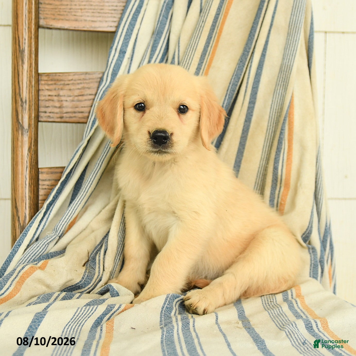 Golden Retriever dogs Joanna - Ad 2