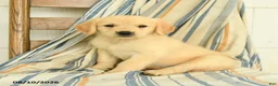 Golden Retriever dogs for sale: Joanna - Ad 2