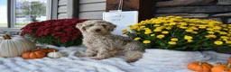 Cavapoo dogs for sale: Teddy  - Ad 4