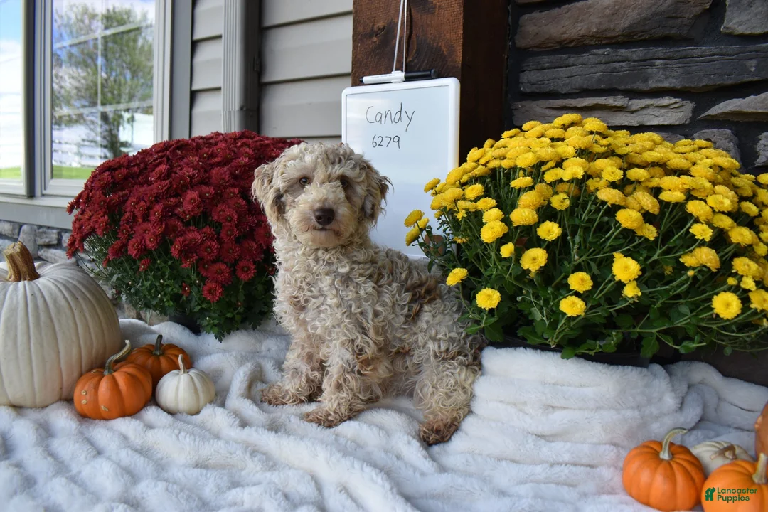 Cavapoo dogs for sale: Teddy  - Ad 4