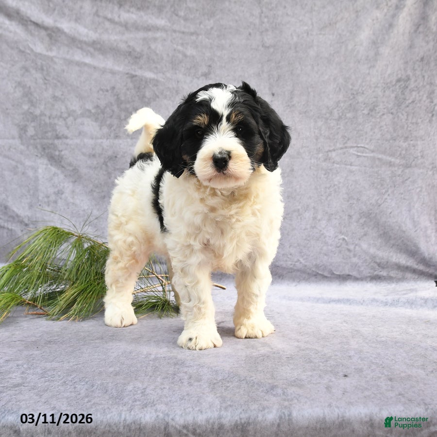 Bernedoodle dogs Bronx - Ad 1