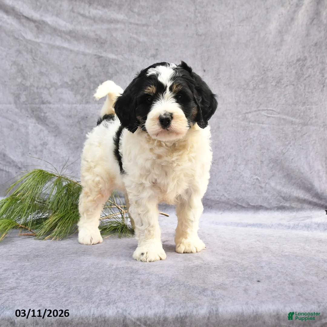 Bernedoodle dogs for sale: Bronx - Ad 1