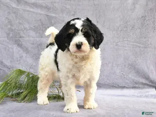 Mini Bernedoodle dogs for sale: Bronx - Ad 2