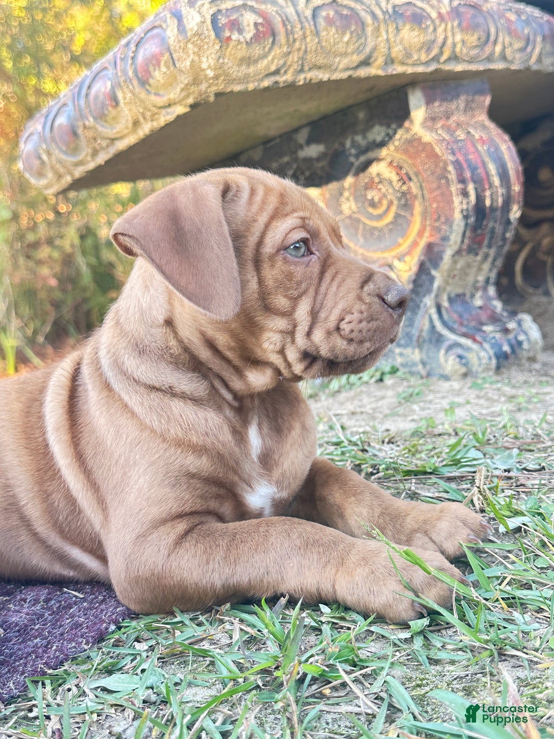 American Pit Bull Terrier dogs for sale: Lulu - Ad 1