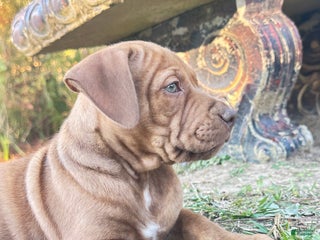 American Pit Bull Terrier dogs Lulu - Ad 14