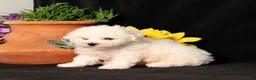 Bichon Frise dogs for sale: Snickerdoodle - Ad 3