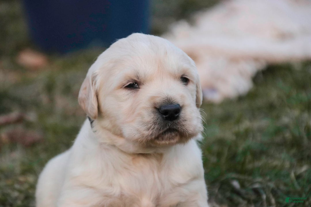 Golden Retriever dogs for sale: Rugby - Ad 7