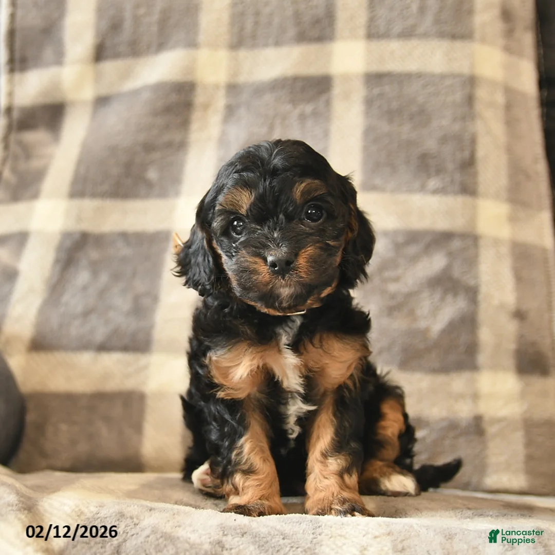 Cavapoo dogs for sale: Clementine - Ad 3
