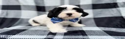 Shih Tzu dogs for sale: Simon - Ad 7