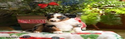 Australian Shepherd dogs for sale: Ace - Ad 2