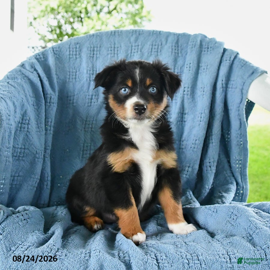 Miniature Australian Shepherd dogs Baby Blue - Ad 1