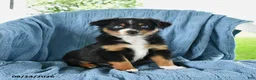 Miniature Australian Shepherd dogs for sale: Baby Blue - Ad 1
