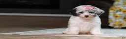 Miniature Poodle dogs for sale: Bella (AKC) - Ad 9