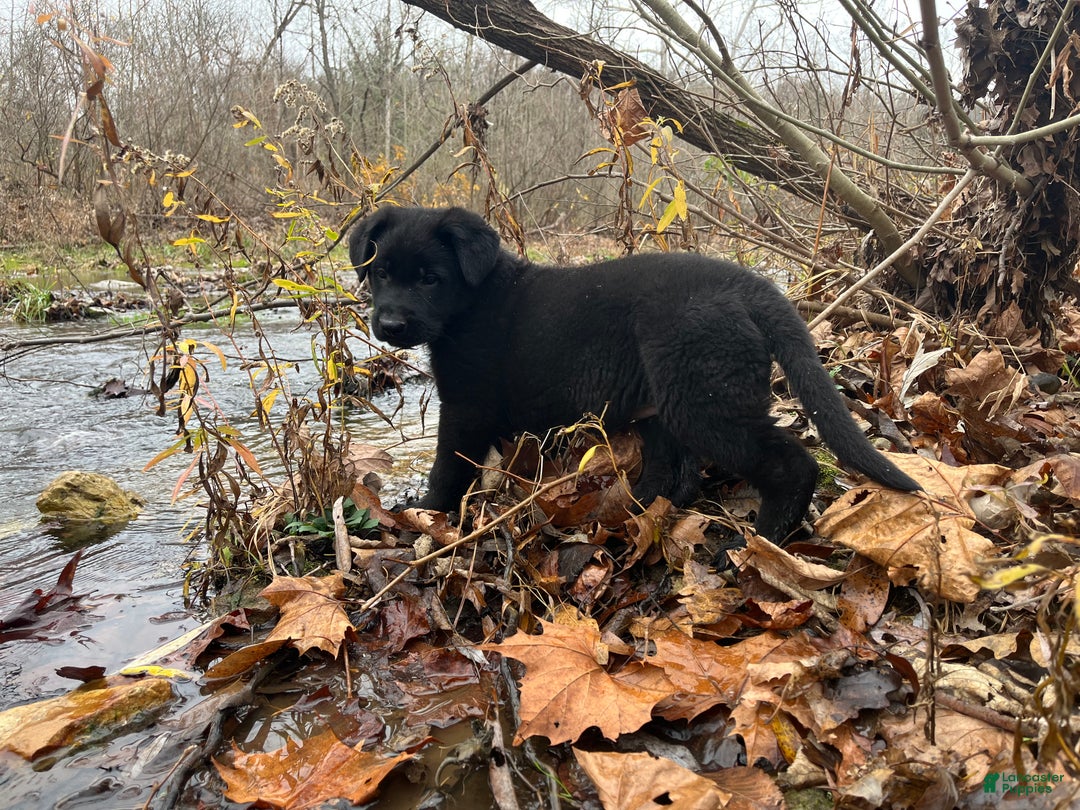 German Shepherd dogs for sale: Mitzi  - Ad 12