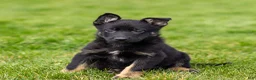 German Shepherd dogs for sale: Stormy German Shepherd Puppy  - Ad 3