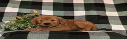 Golden Retriever dogs for sale: Rockford - Ad 4
