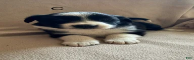 Border Collie Puppy 3
