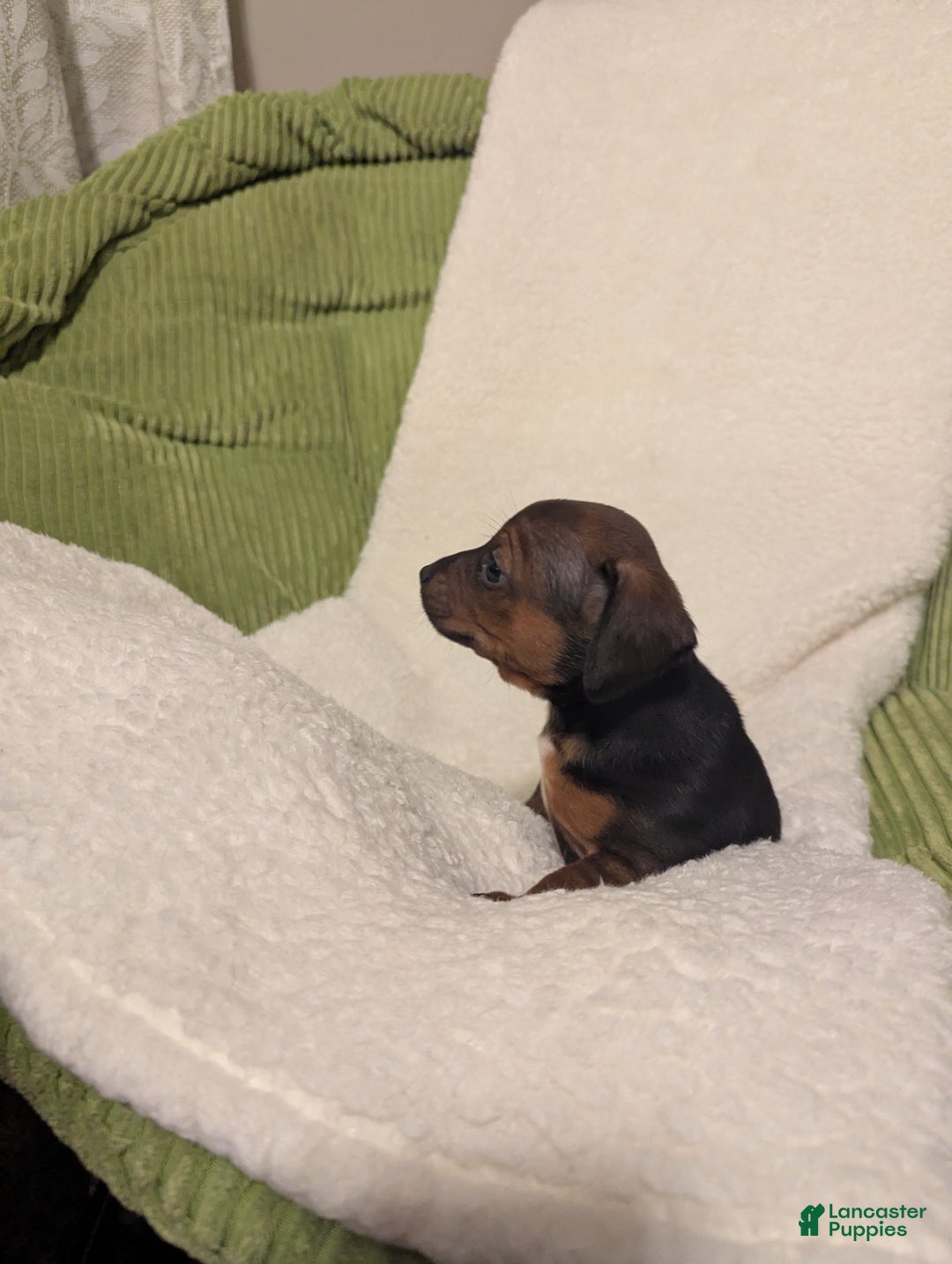 Mixed Breed dogs for sale: Pansie - Ad 5