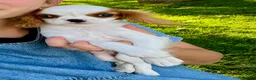 Cavalier King Charles Spaniel dogs for sale: Belinda - Ad 1