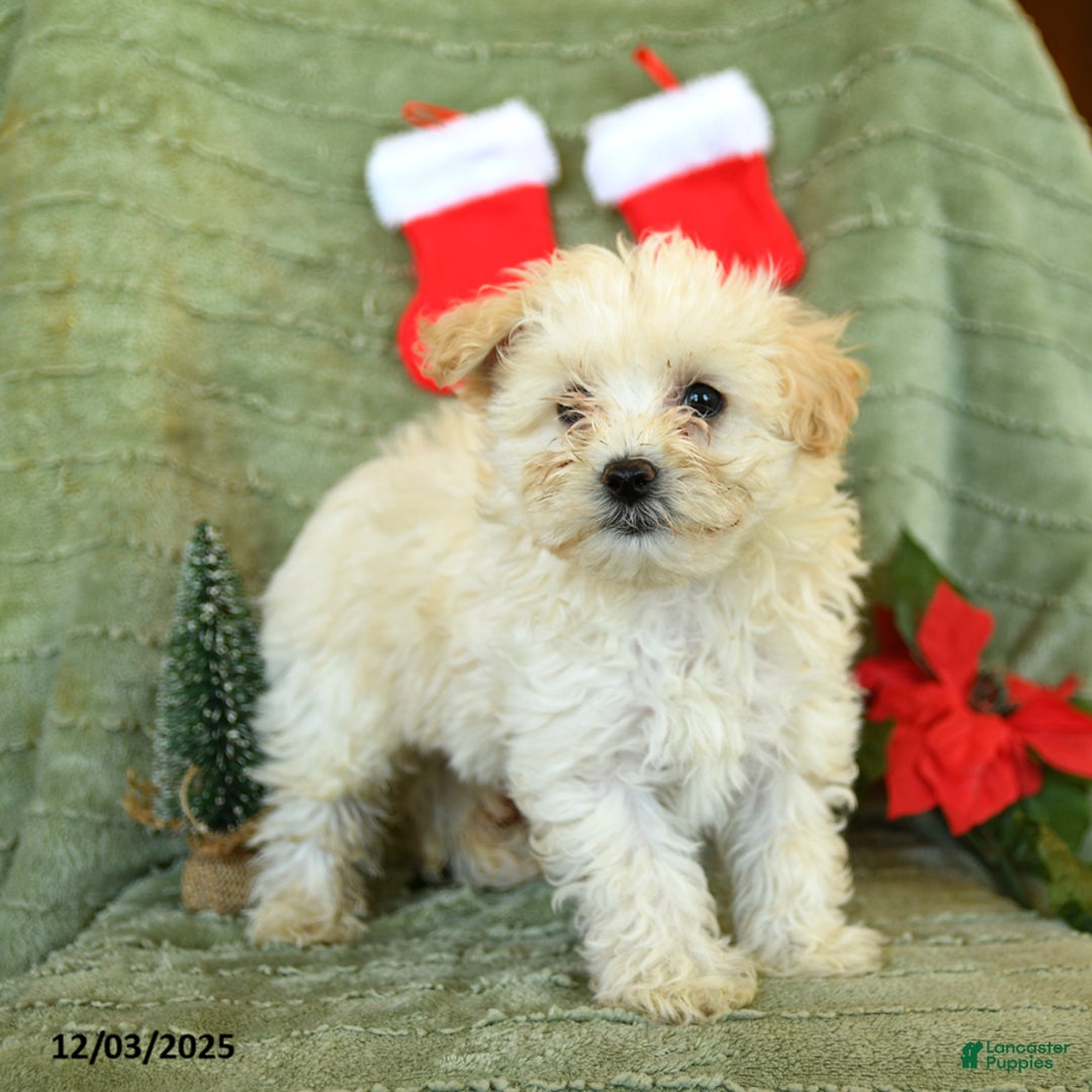 Mixed Breed dogs for sale: Snow  - Ad 1