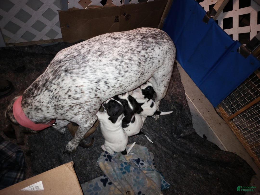 Gallery Image {{count}}