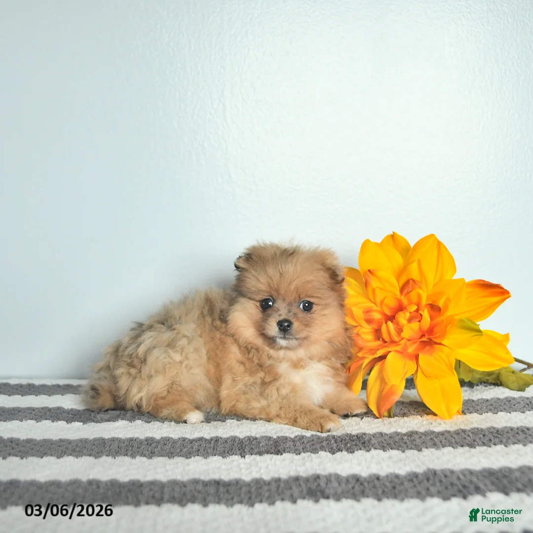 Pomeranian dogs for sale: Lacey EXTRA SMALL - Ad 3