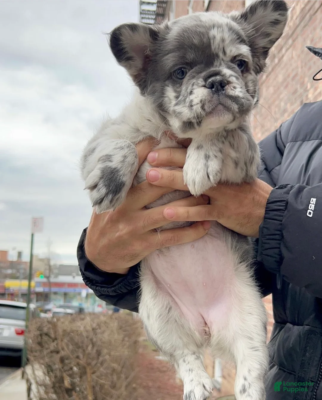 French Bulldog dogs for sale: Bella - Ad 1