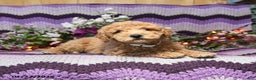 Mini Goldendoodle dogs for sale: Ivy - Ad 2