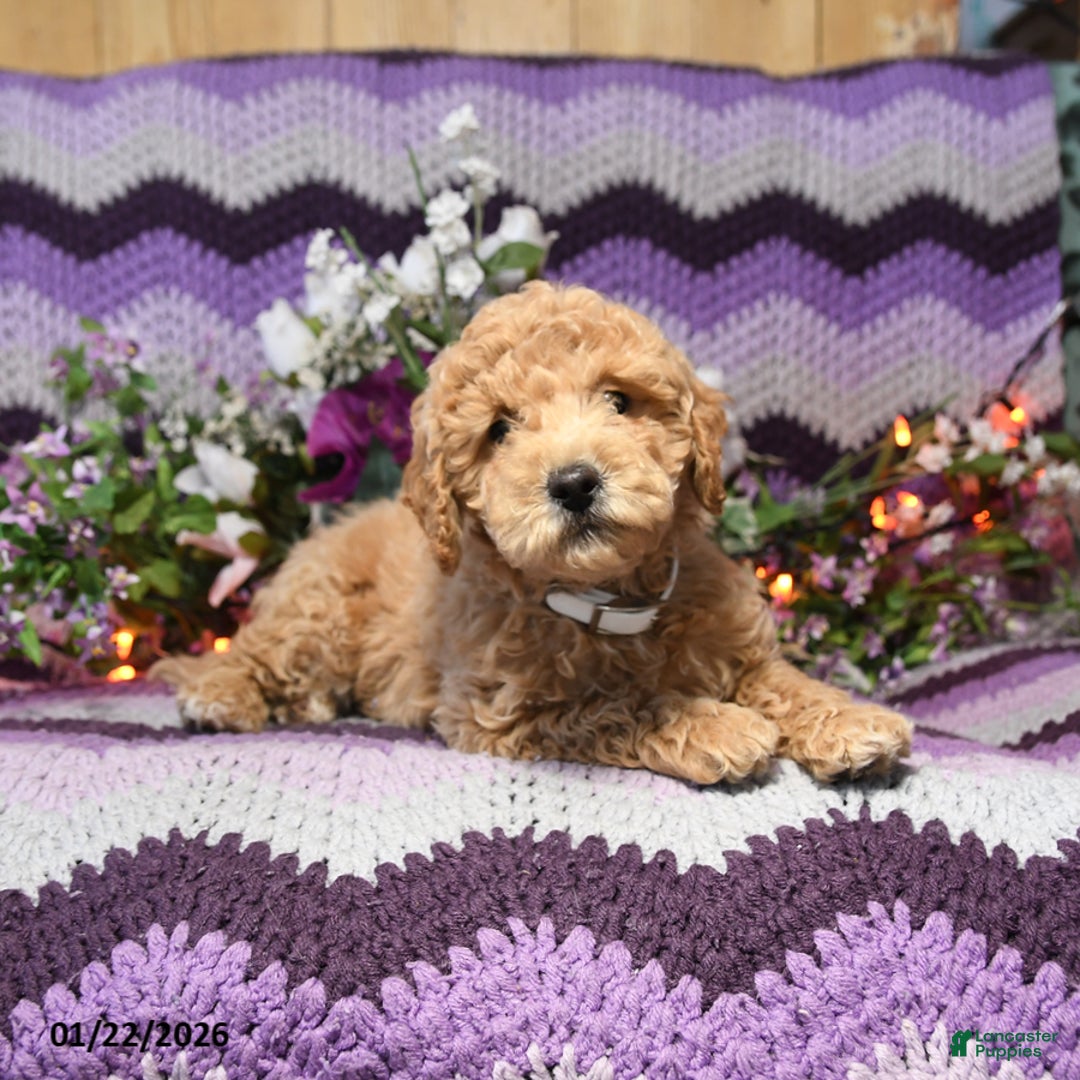 Mini Goldendoodle dogs for sale: Ivy - Ad 2