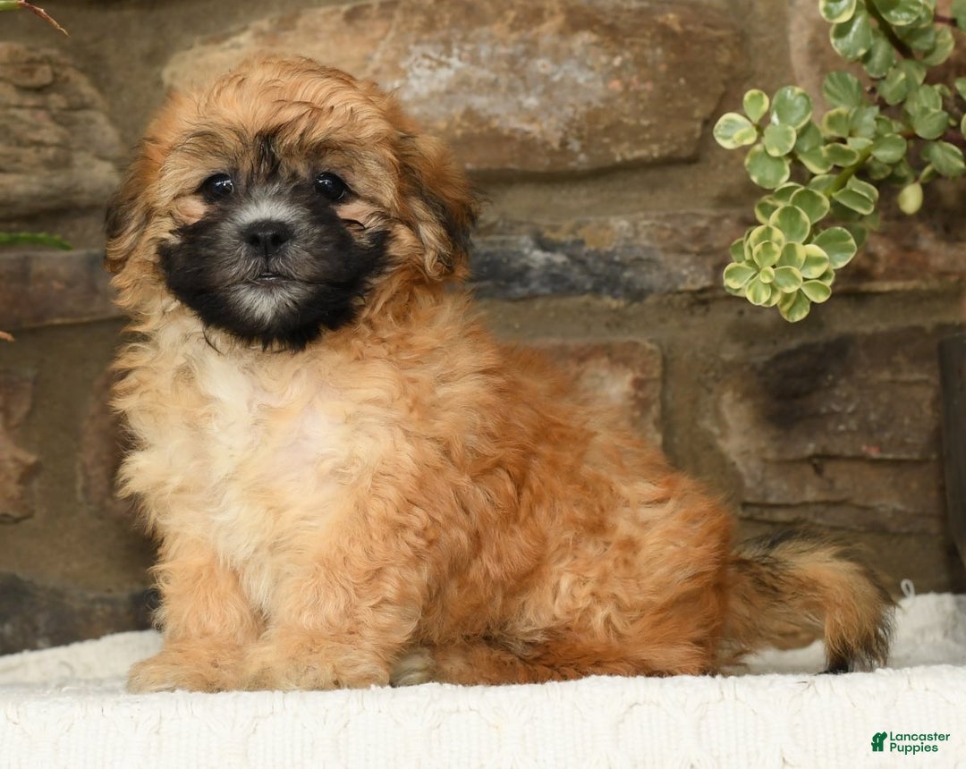 Puppies for sale under $500 Lancaster Puppies