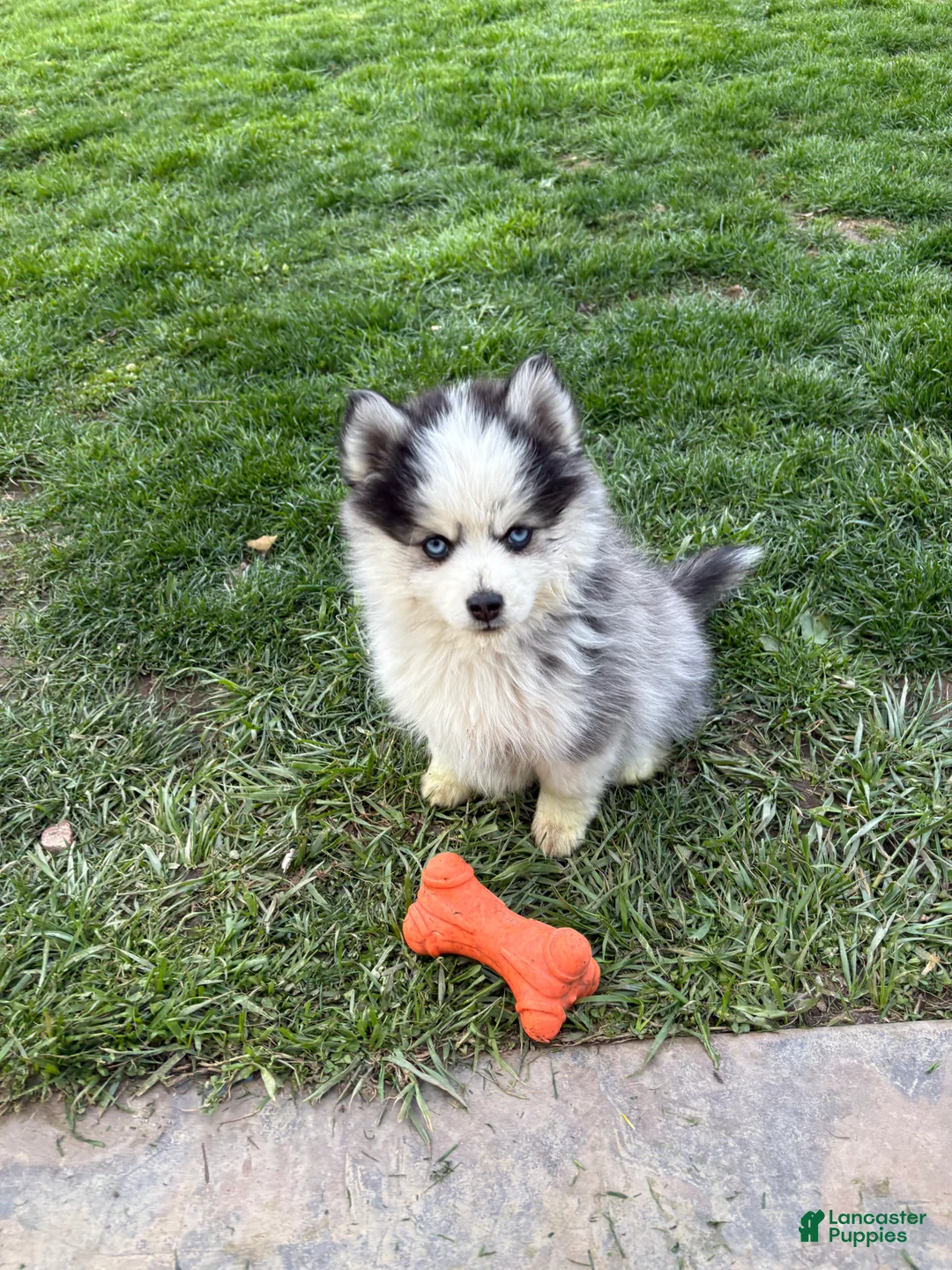 Pomsky dogs for sale: Riddoc - Ad 2