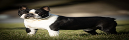 Boston Terrier dogs for sale: Chocolate - Ad 7