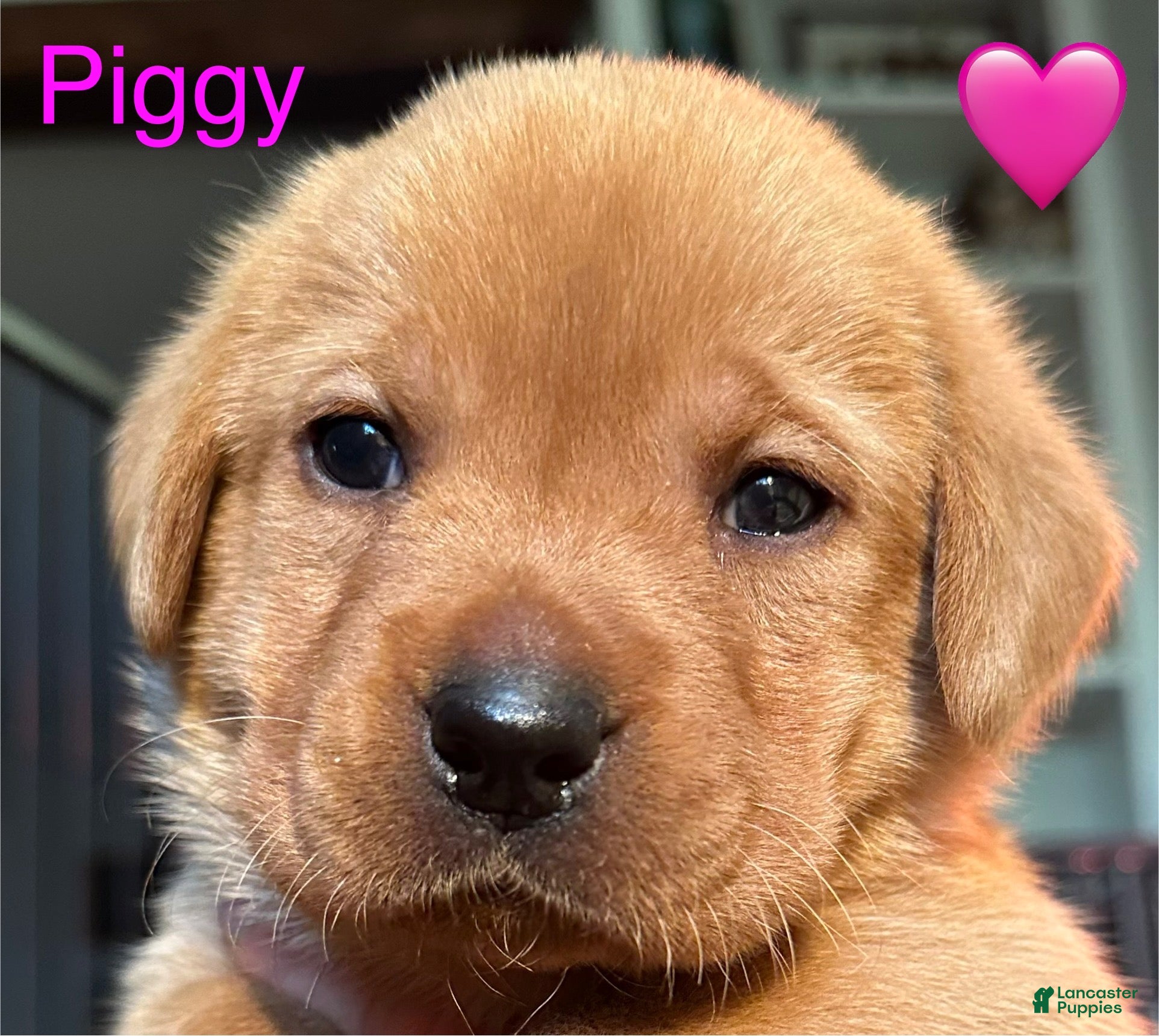 Labrador Retriever dogs Piggy - Ad 15