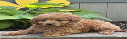 Cavapoo dogs for sale: Chelsey  - Ad 3