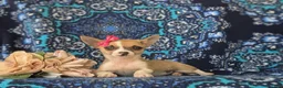 Chihuahua dogs for sale: Amelia 6 lbs Full Grown - Ad 6