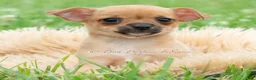 Chihuahua dogs for sale: Cortez - Ad 1