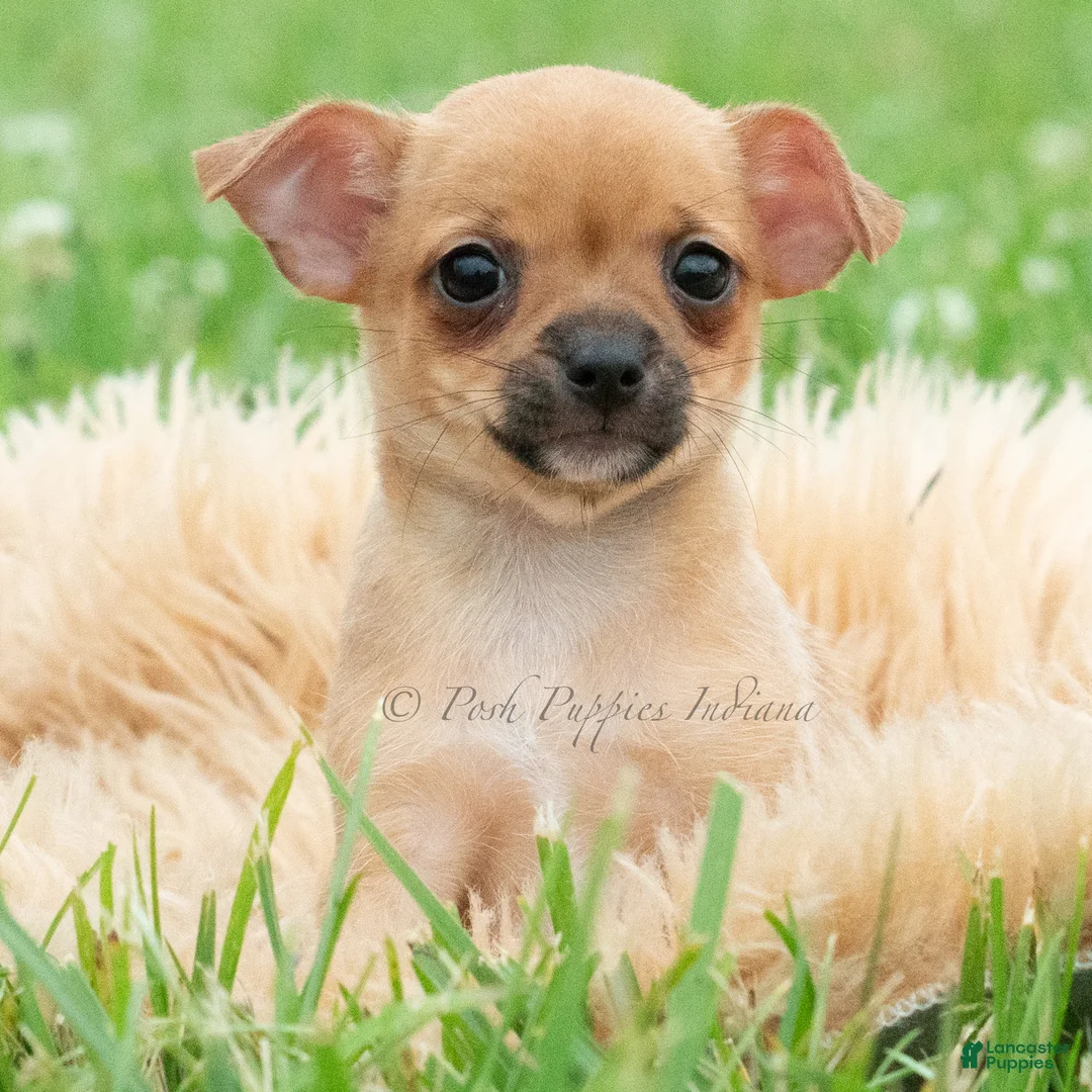 Chihuahua dogs for sale: Cortez - Ad 1