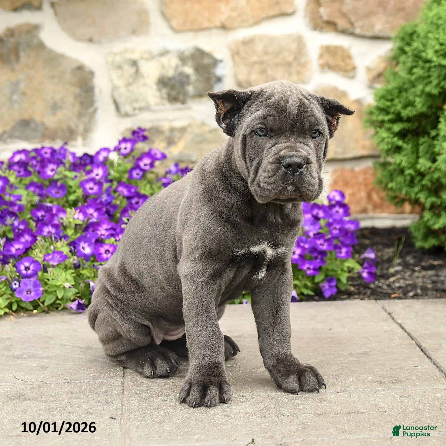 Cane Corso dogs Rose  - Ad 2