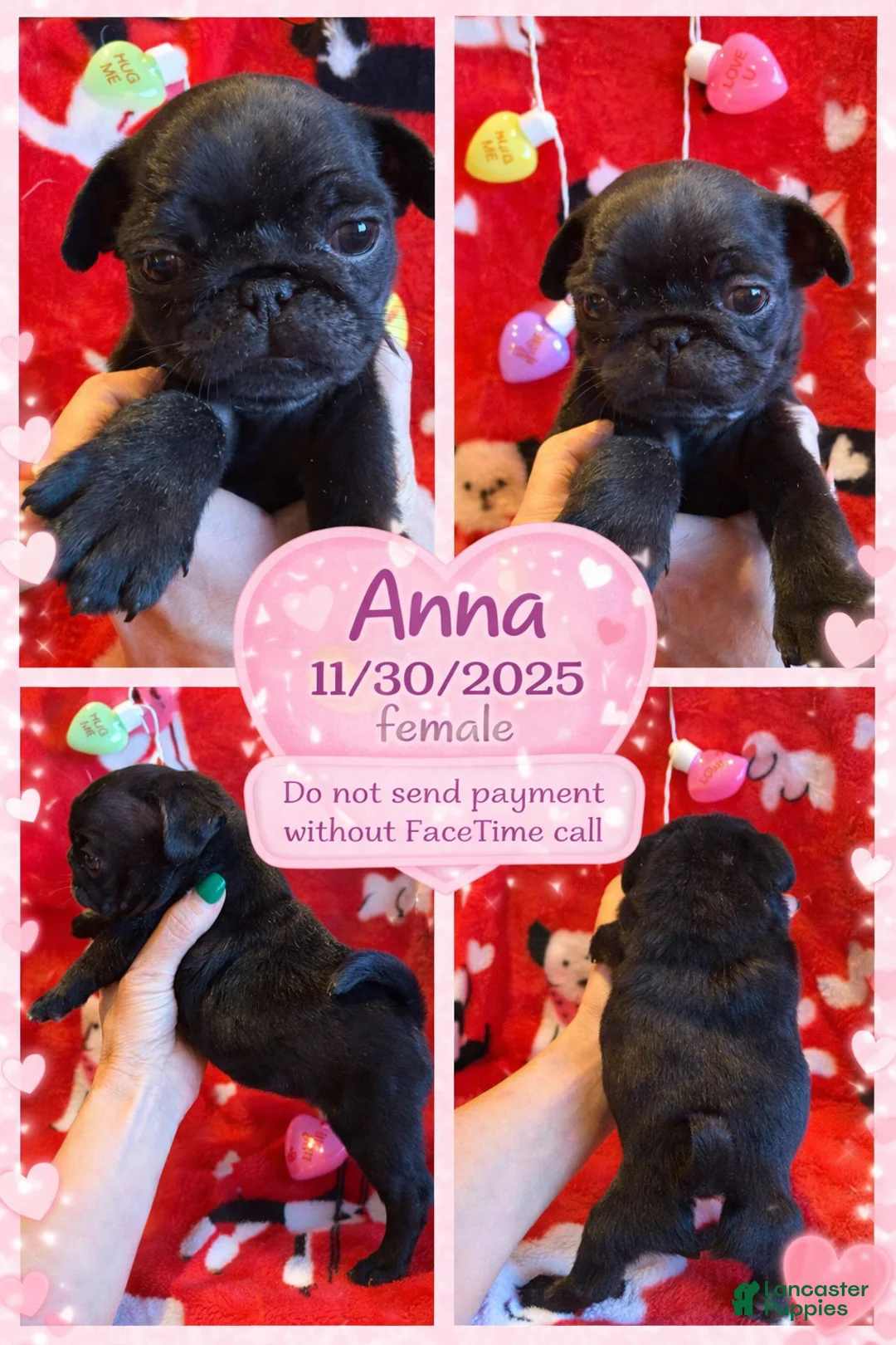 Pug dogs for sale: Pug Puppy 3 - Ad 1