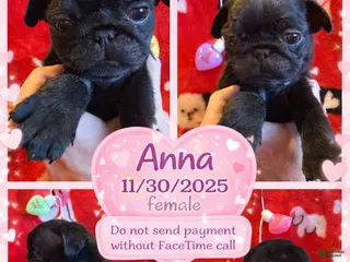 Pug dogs Pug Puppy 3 - Ad 42