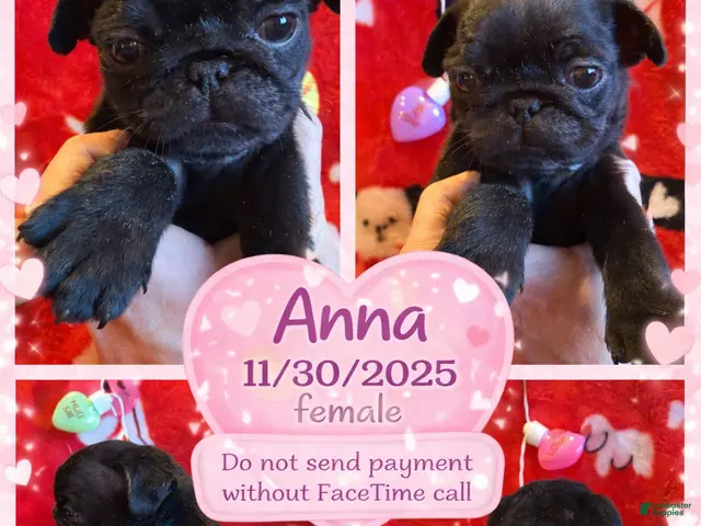 Pug dogs for sale: Pug Puppy 3 - Ad 33