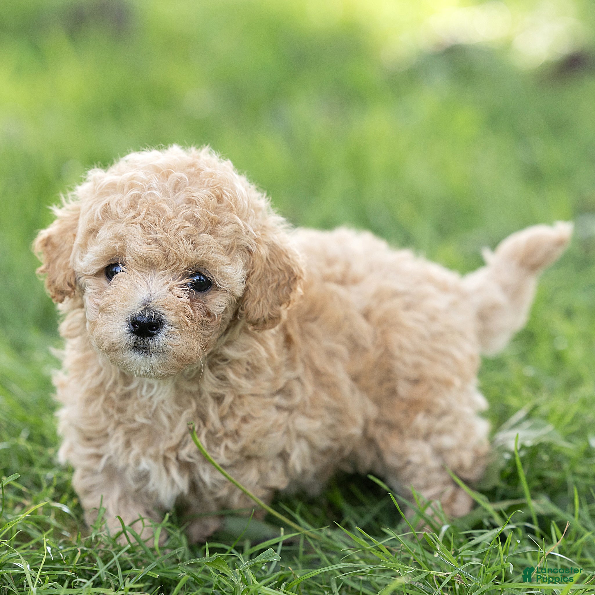 Maltipoo dogs Minnie Maltipoo  - Ad 2