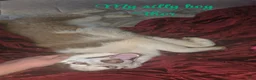Siberian Husky dogs for sale: Thor - Ad 4