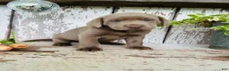 Labrador Retriever dogs for sale: Max  - Ad 5