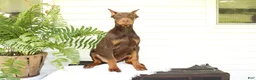 Doberman Pinscher dogs for sale: Tom - Ad 3