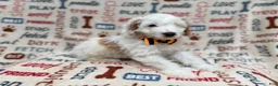 Cockapoo dogs for sale: Louie - Ad 8